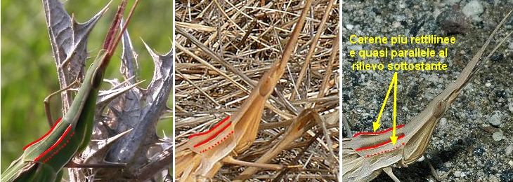 Truxalis nasuta (Acrididae) in Sicilia